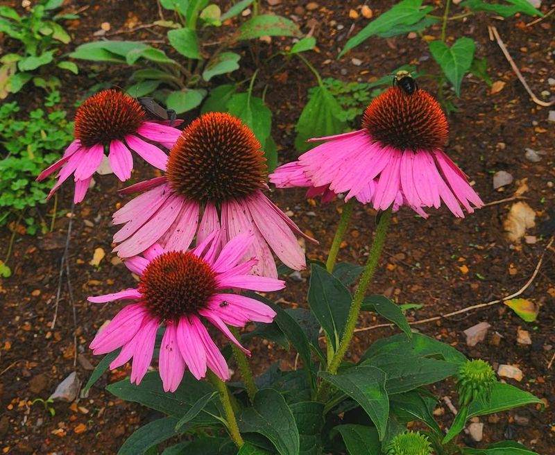 Coneflower