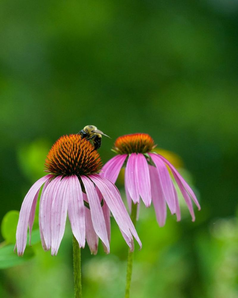Coneflower