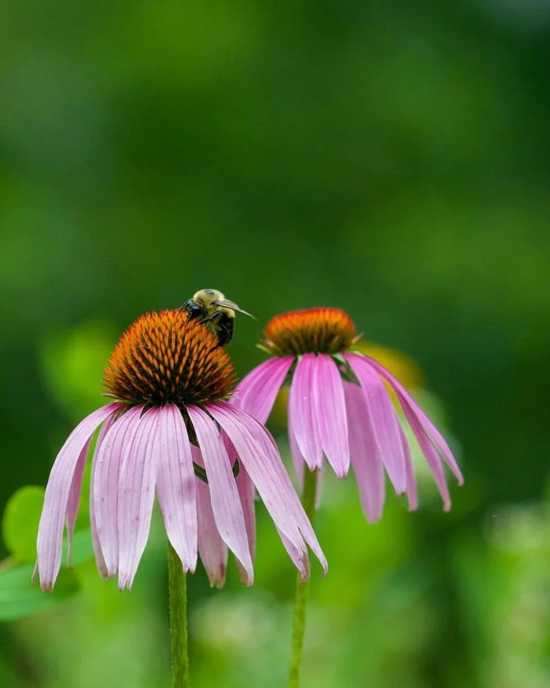 Coneflower
