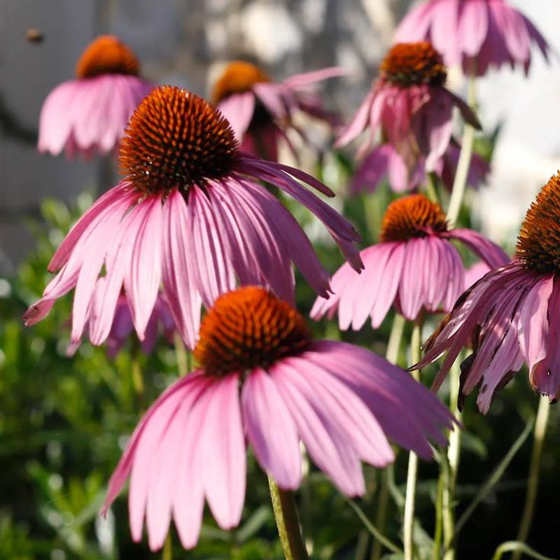 Coneflower