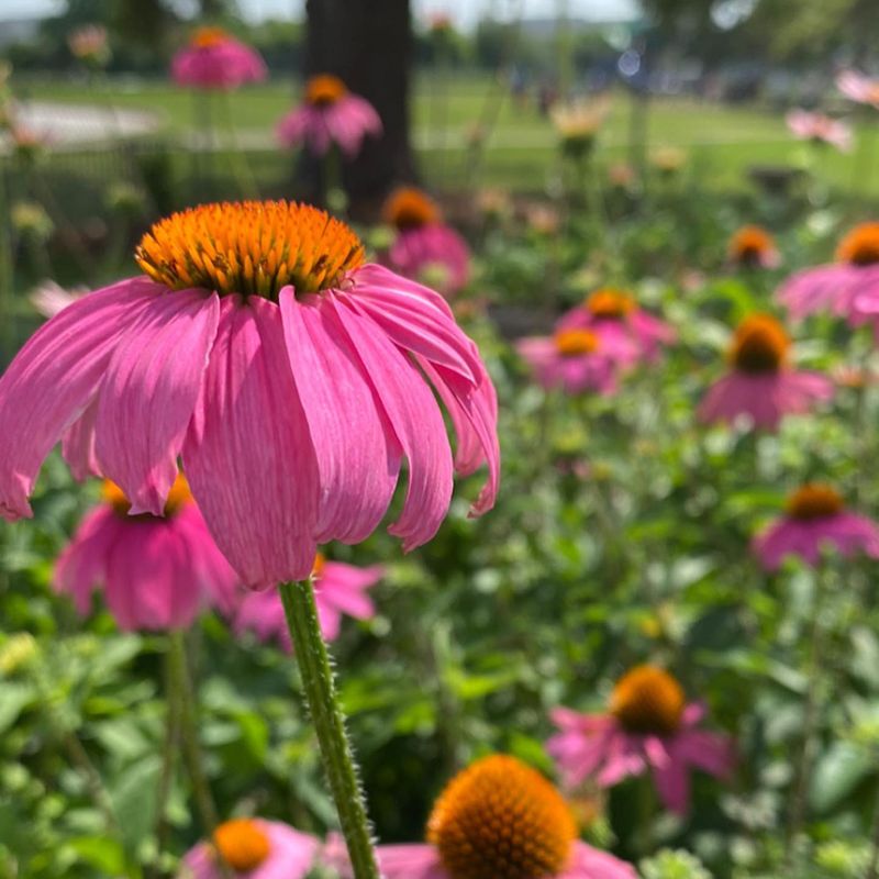 Coneflower