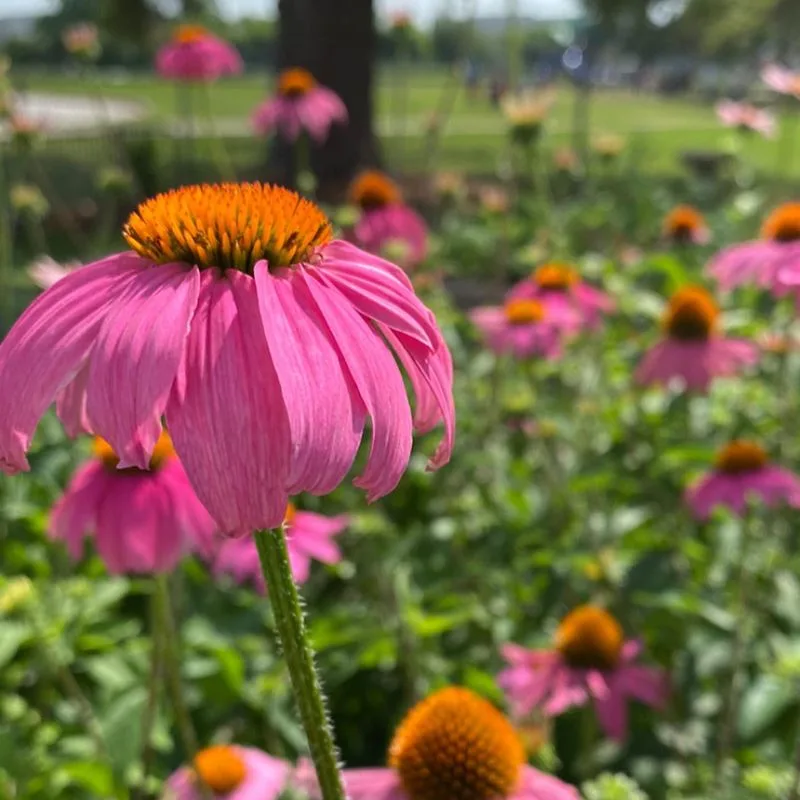 Coneflower