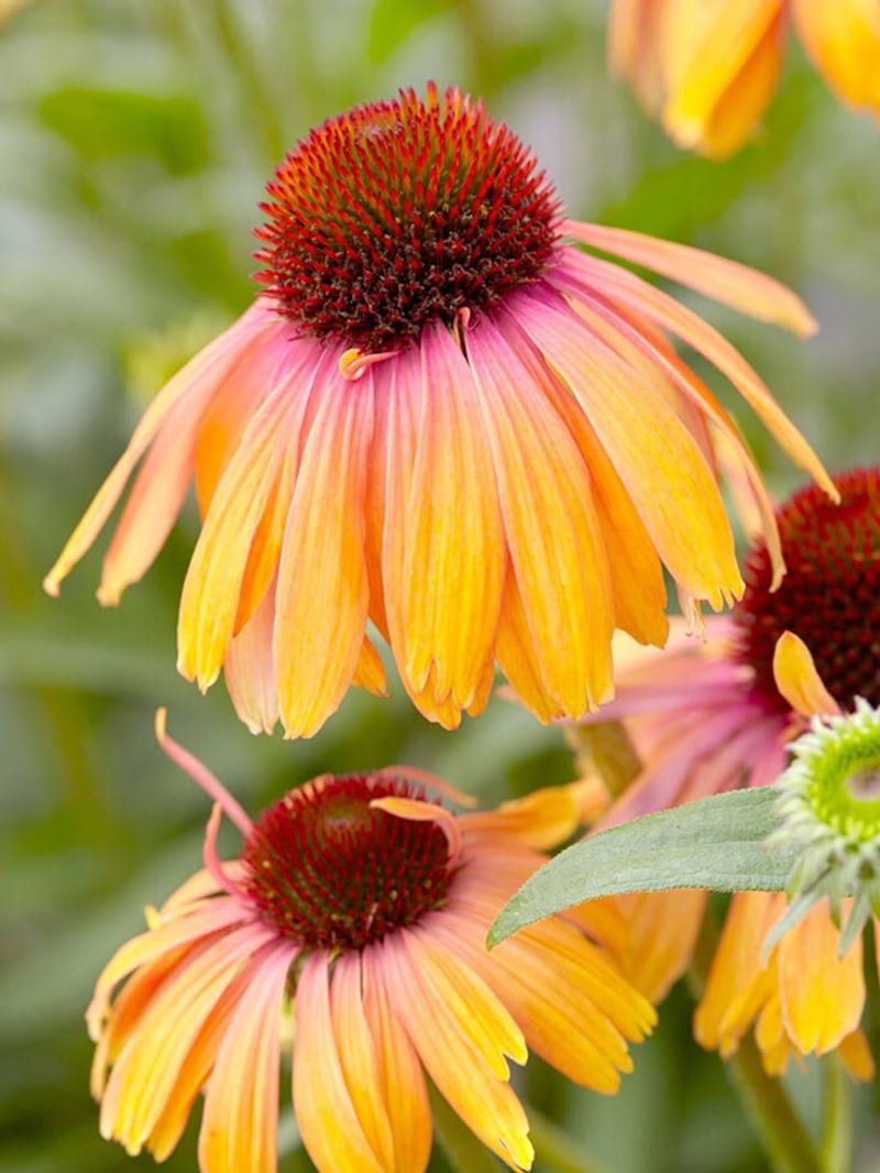 Coneflower