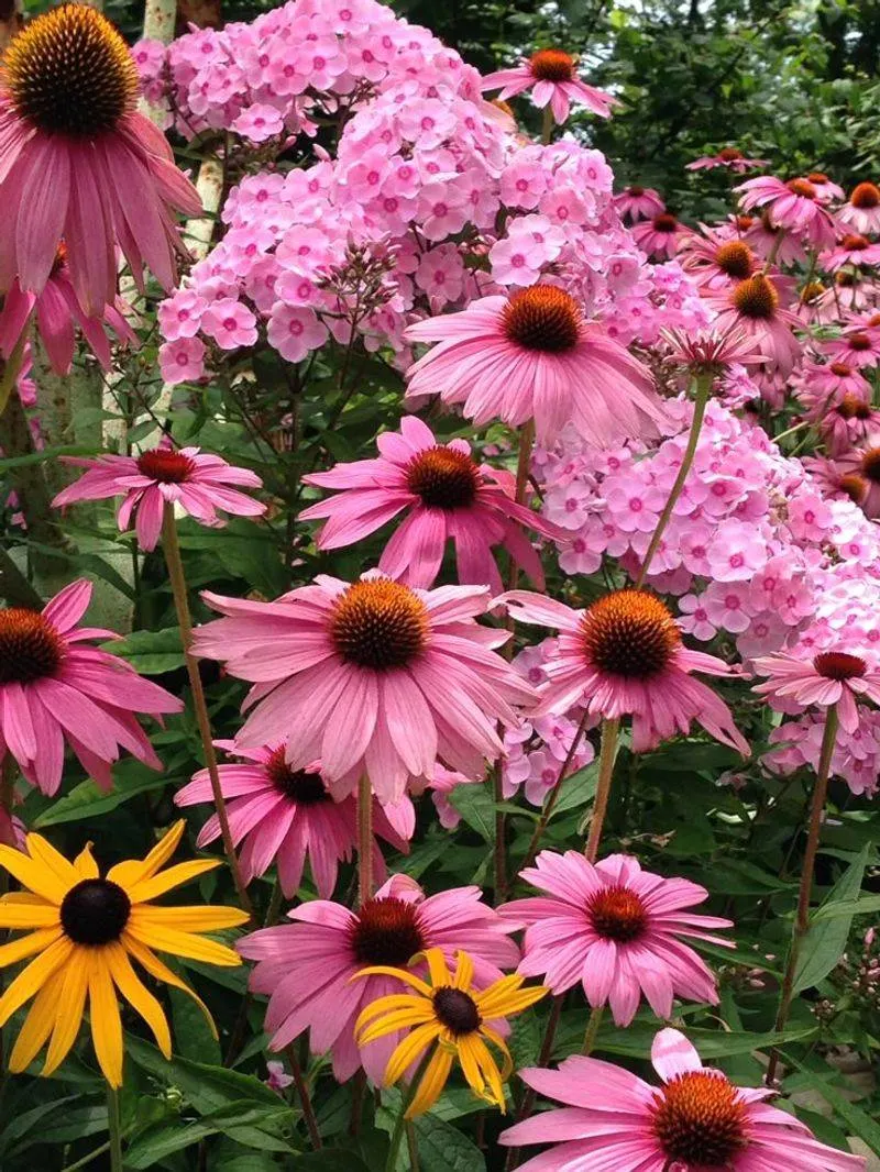 Coneflower