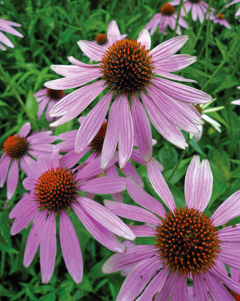 Coneflower
