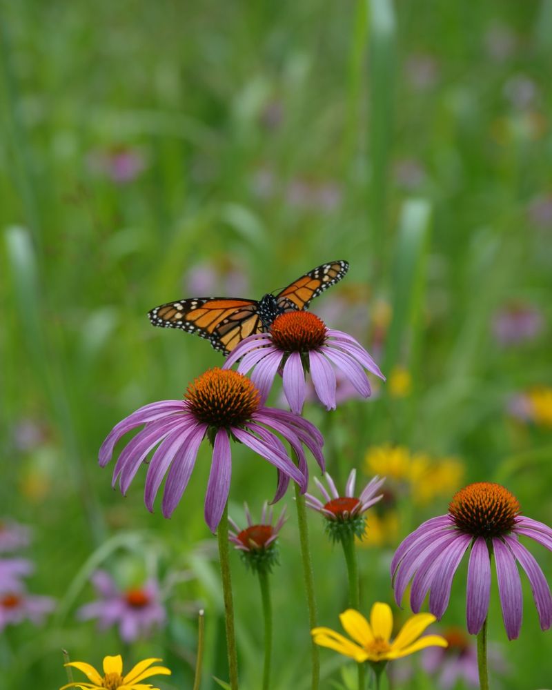 Coneflower (Echinacea)