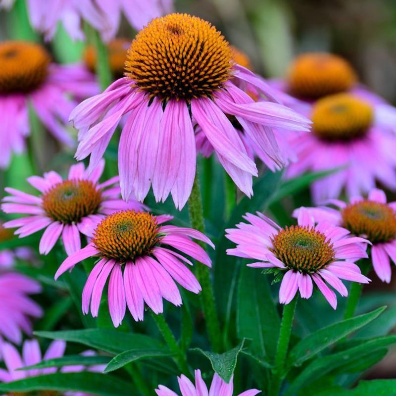 Coneflower (Echinacea)