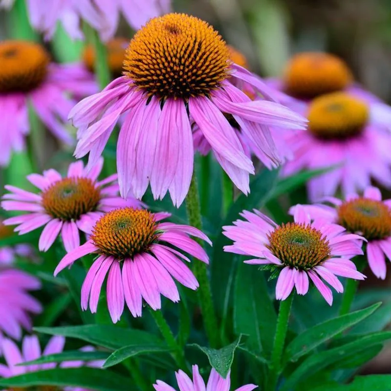 Coneflower (Echinacea)