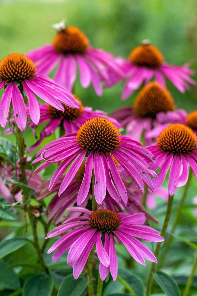 Coneflower (Echinacea)