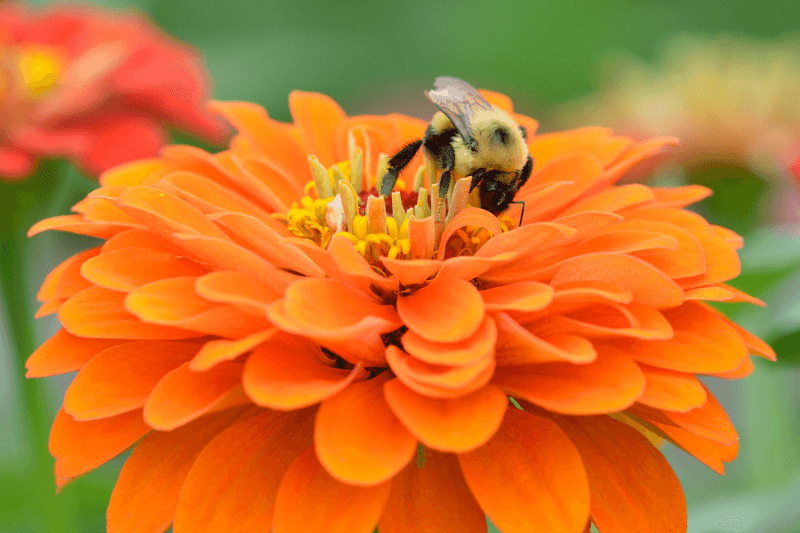 Zinnias