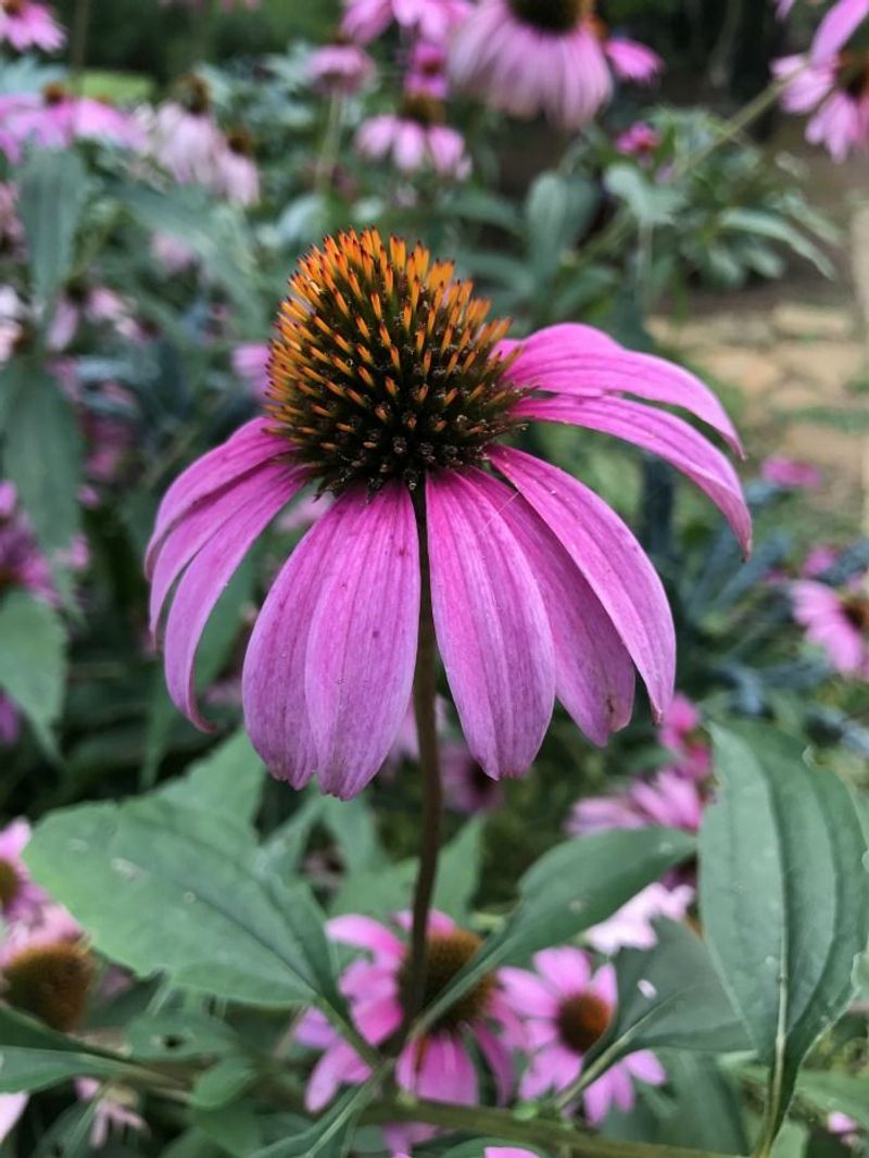 Coneflowers