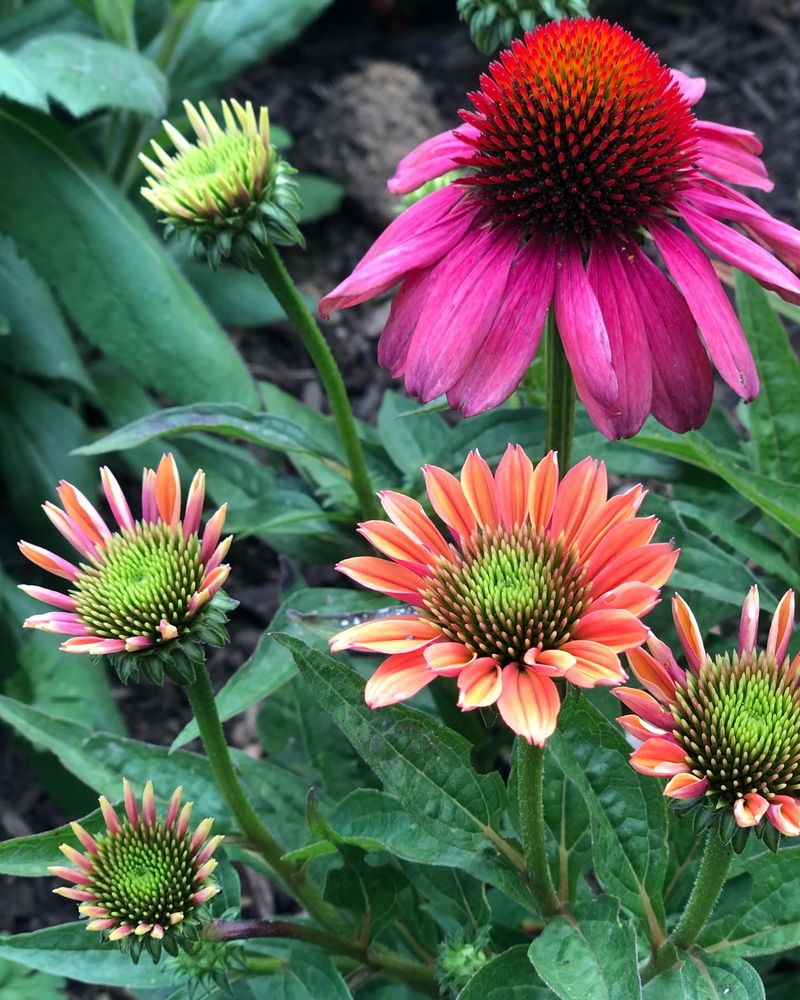 Coneflowers