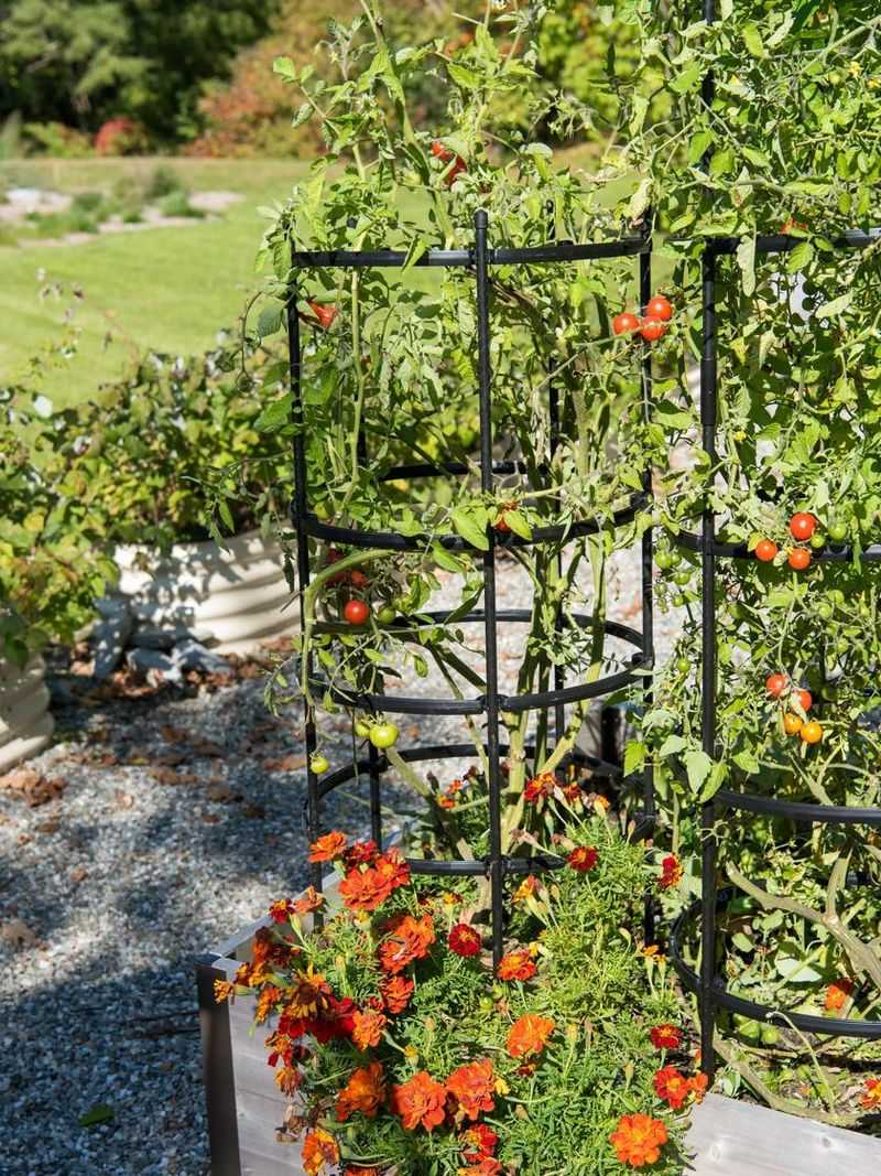 Tomato Cage Support