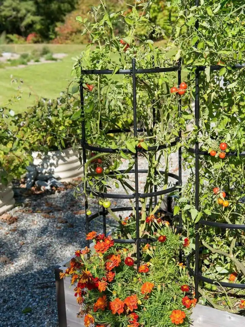 Tomato Cage Support