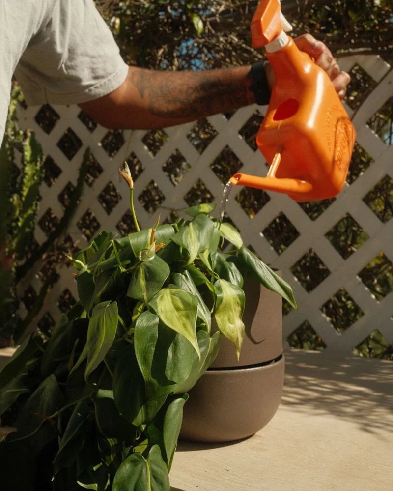 Consistent Watering Schedule
