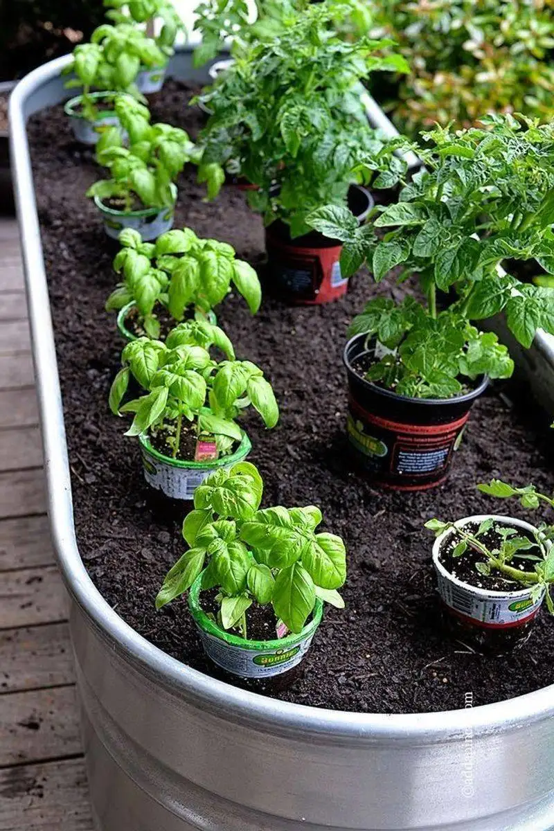 Container Vegetable Garden