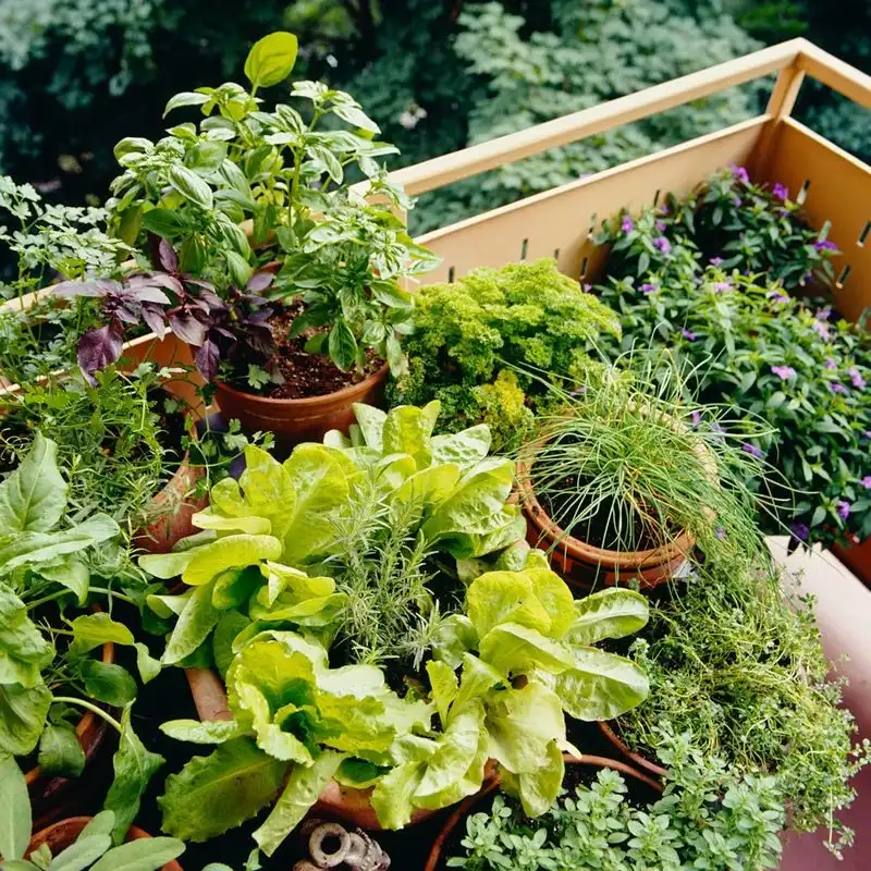 Container Vegetable Garden