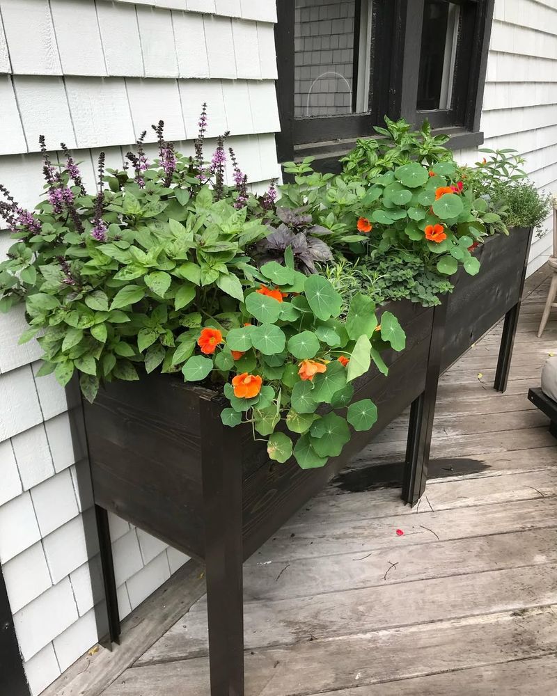 Container Veggie Garden