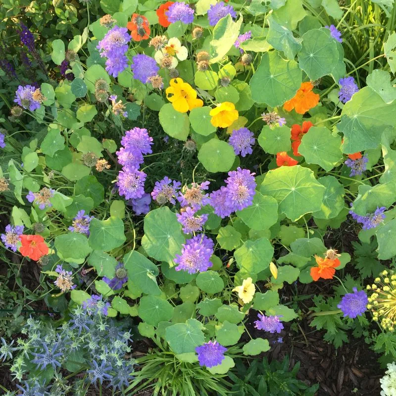 Contrast with Color