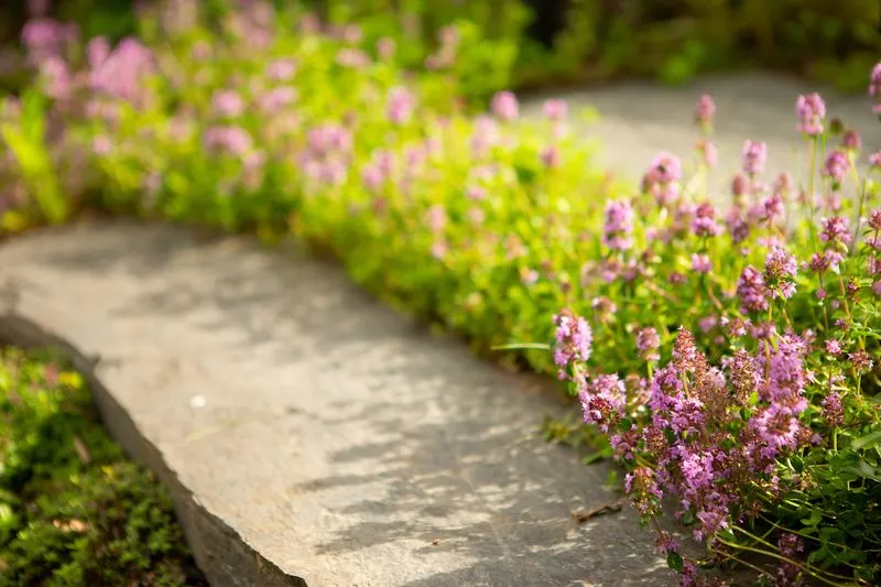 Creeping Thyme