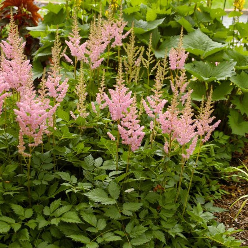 Astilbe