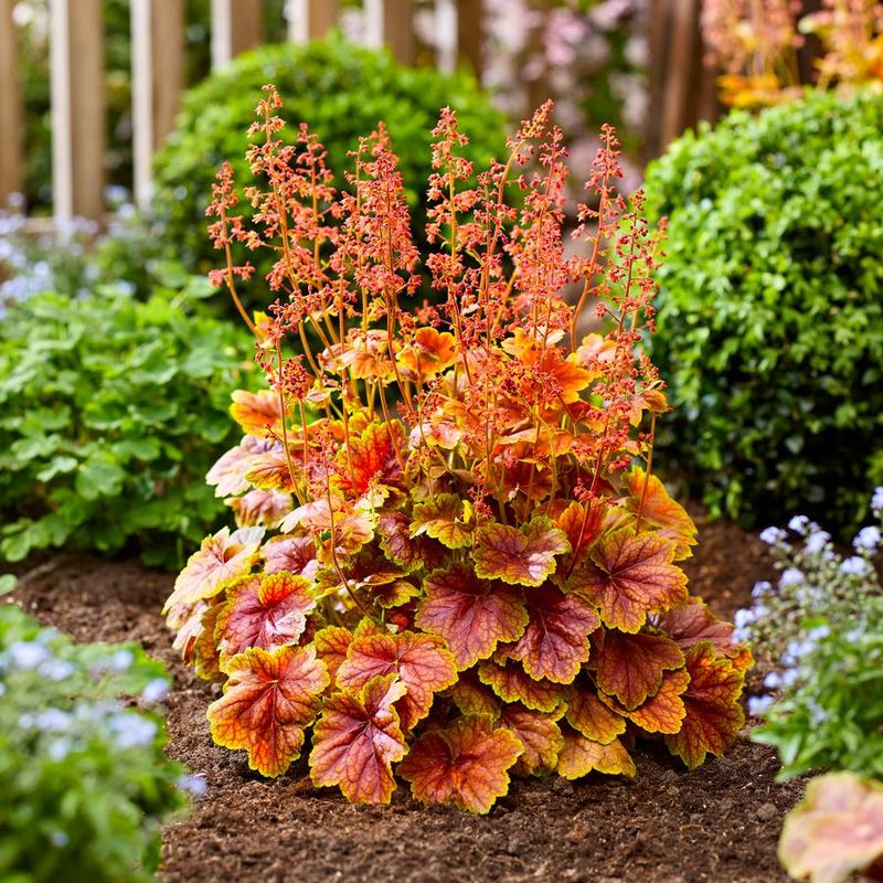 Coral Bells (Heuchera)