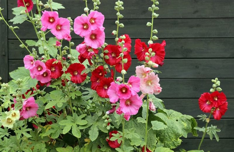 Hollyhock (Alcea)