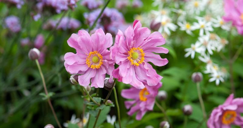 Japanese Anemone