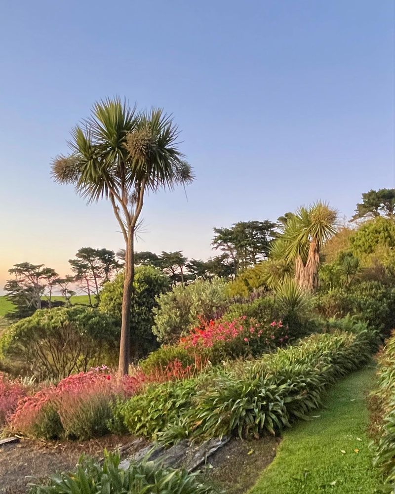 Cordyline australis