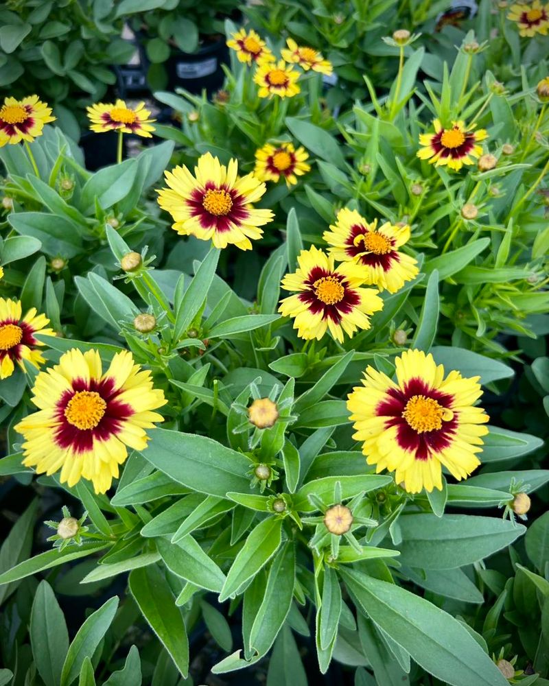 Coreopsis