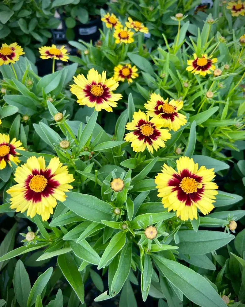 Coreopsis