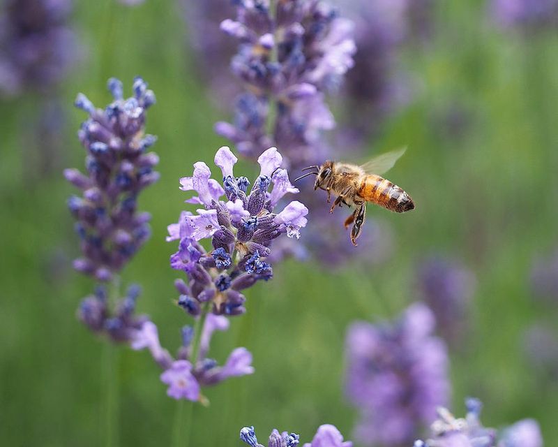 Lavender