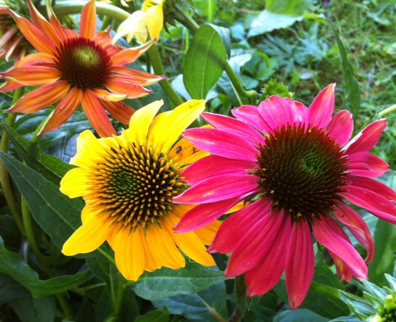 Coneflower
