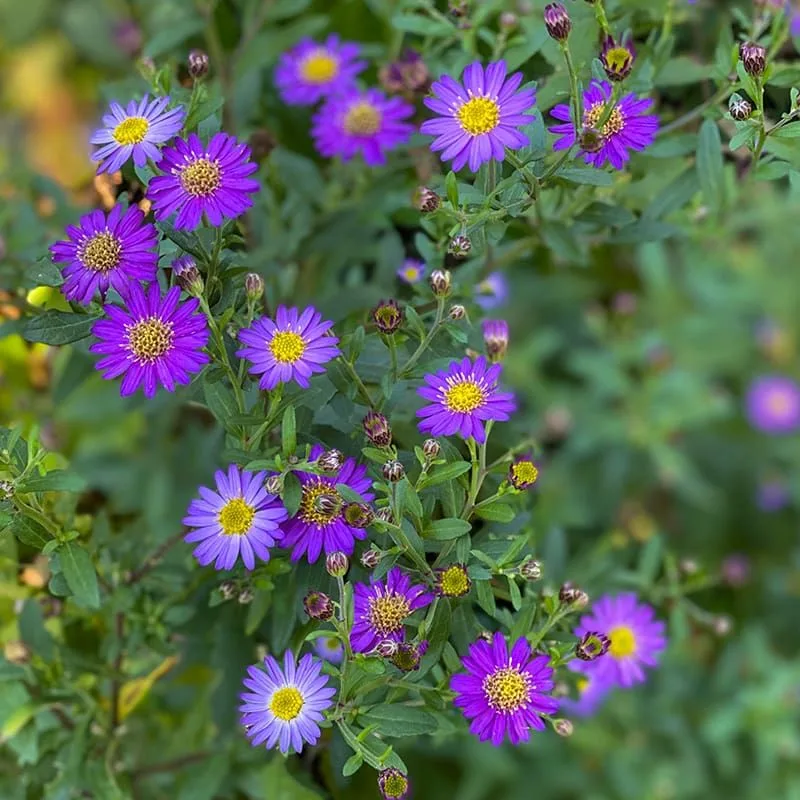 Native Asters