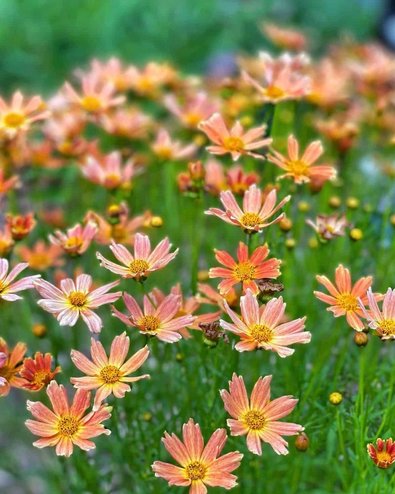 Coreopsis