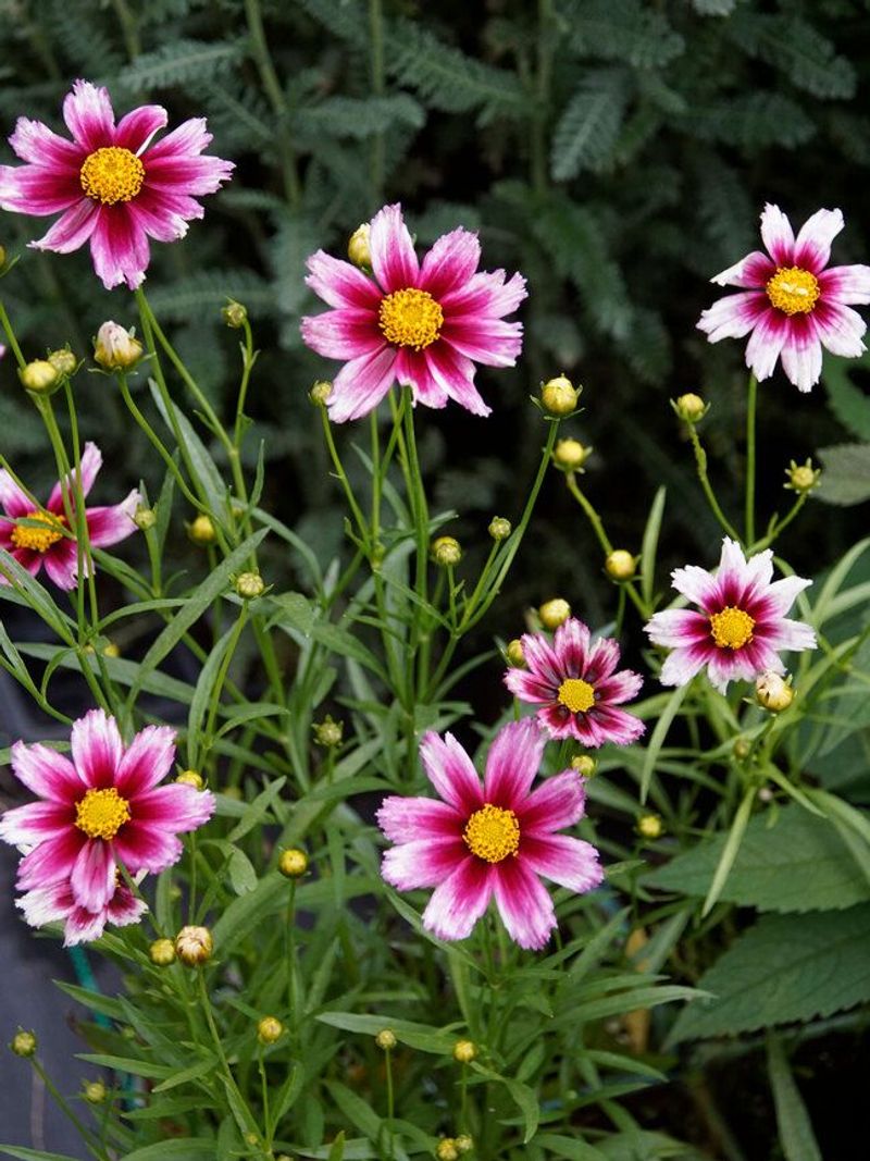 Coreopsis