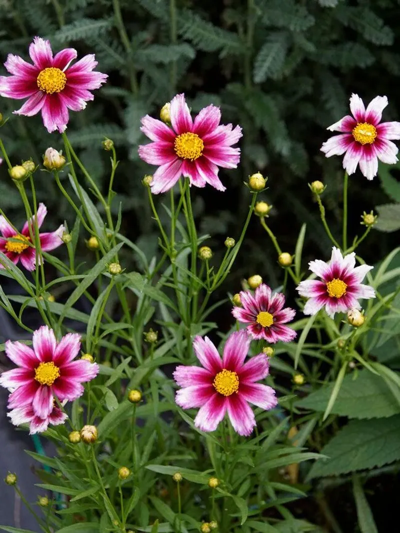 Coreopsis