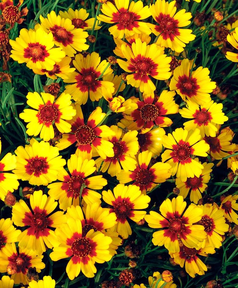 Coreopsis
