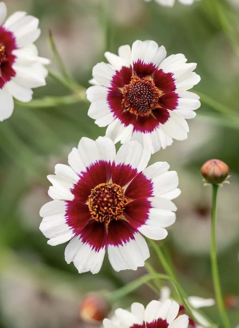 Coreopsis