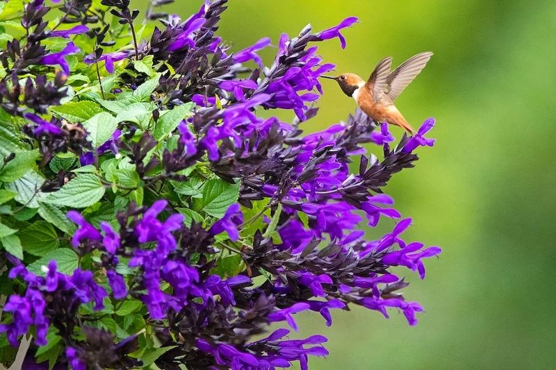 Salvia