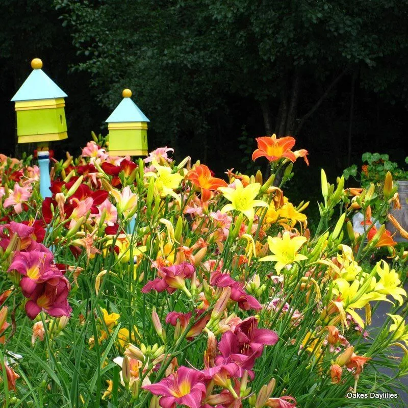 Daylily
