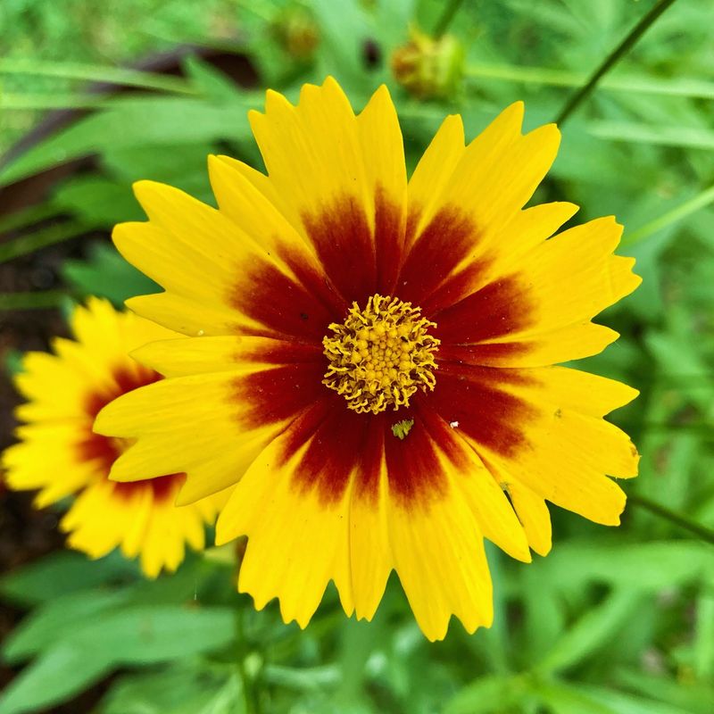 Coreopsis (Tickseed)