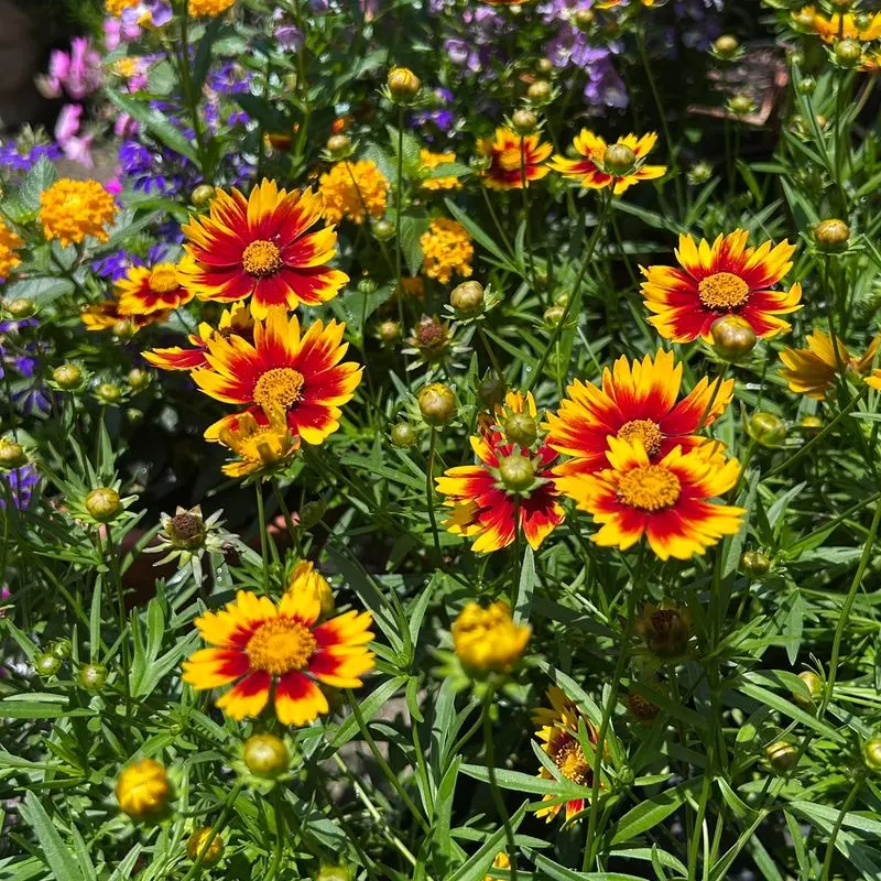 Coreopsis