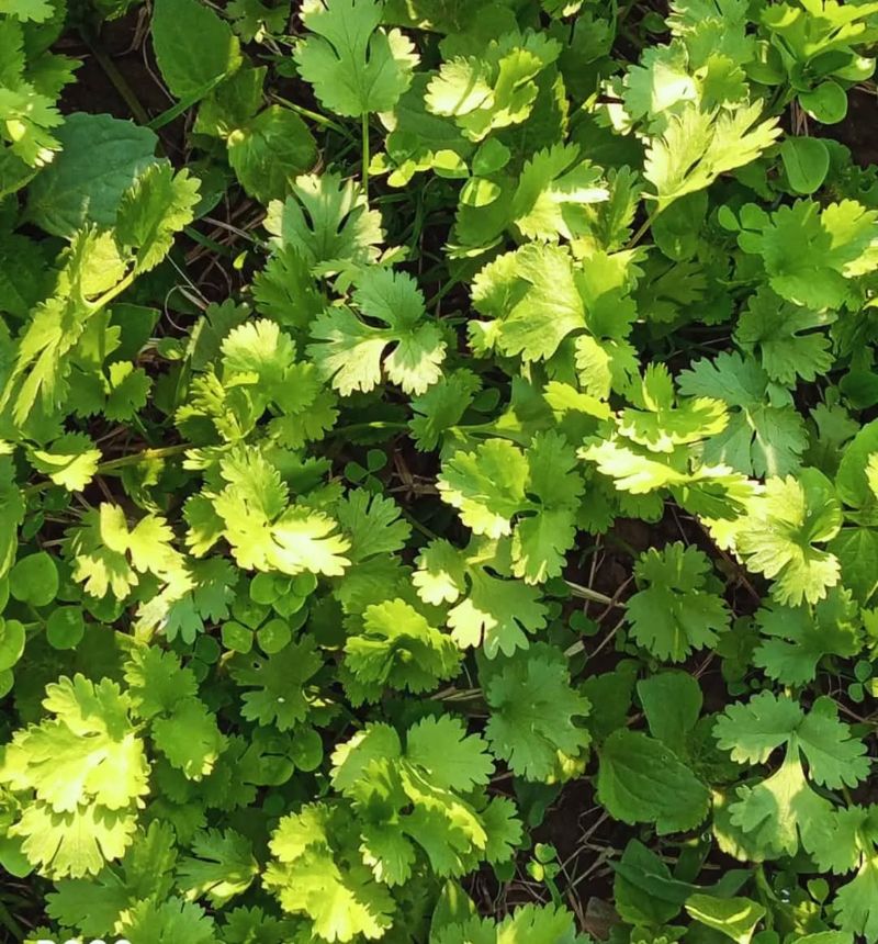 Coriander