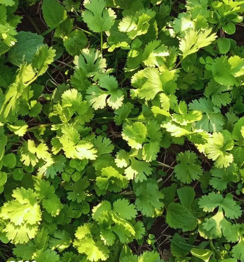 Coriander