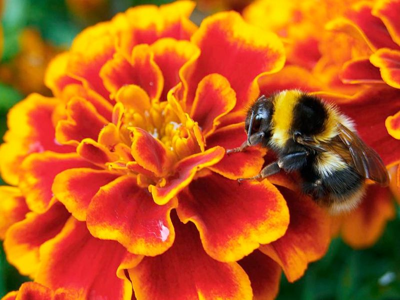 Marigolds
