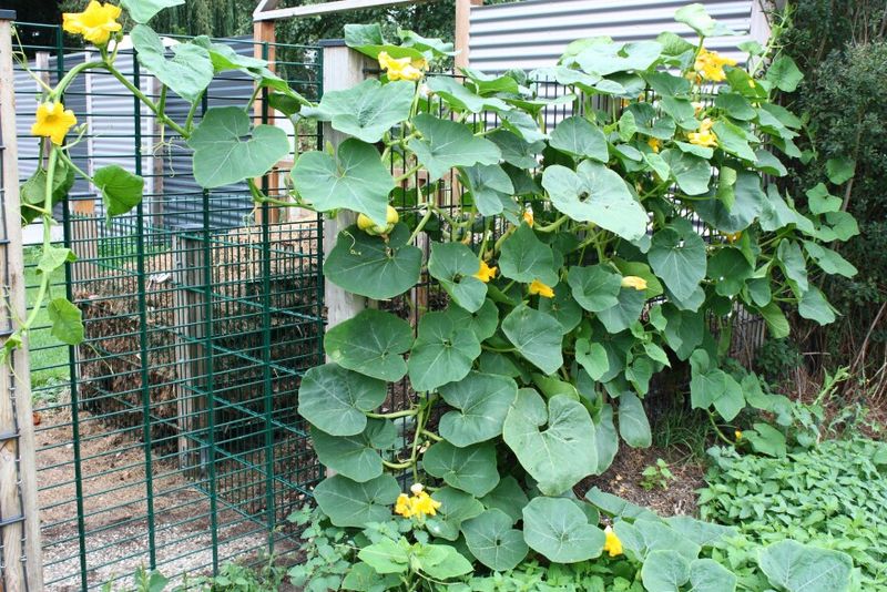 Squash