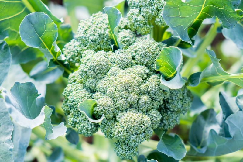 Broccoli