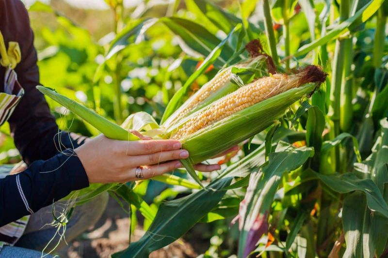 Corn Cobs