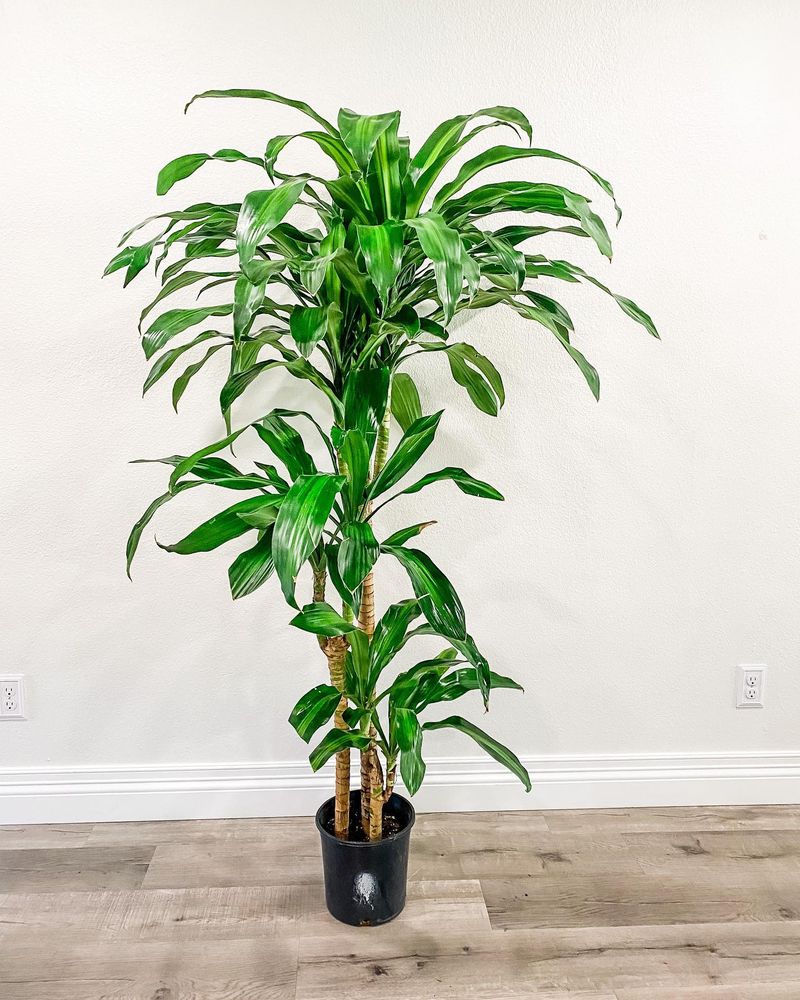 Corn Plant